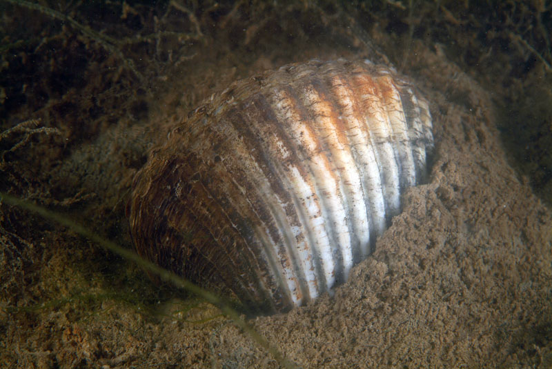 Cerastoderma glaucum